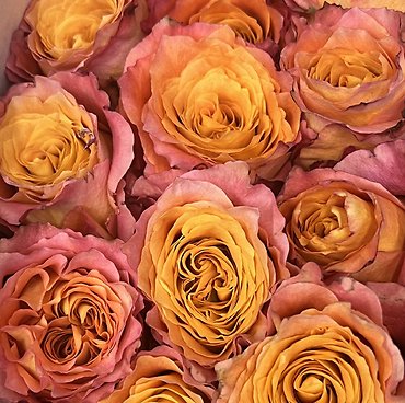 1 Dozen Long Stem Roses - Choose a Color