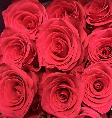 1 Dozen Long Stem Roses - Choose a Color
