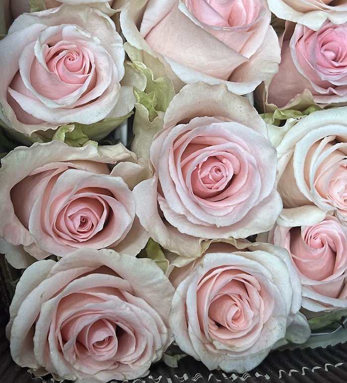 Half Dozen Roses - Choose a Color