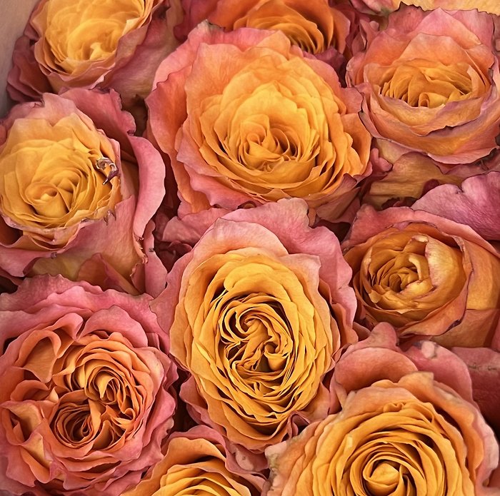 Half Dozen Roses - Choose a Color