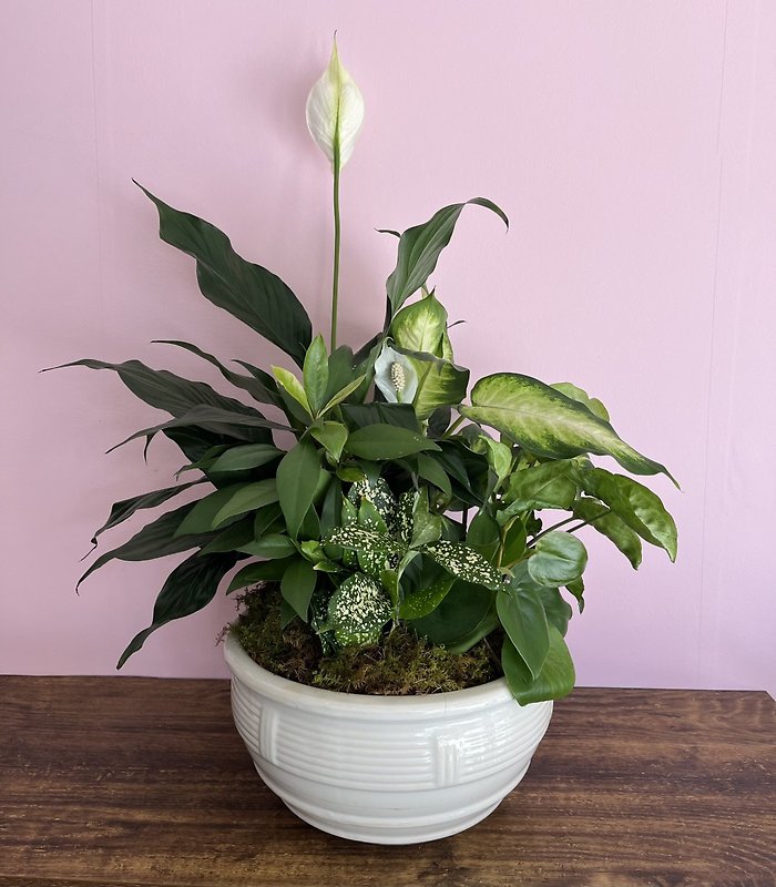 Dish Garden in Pottery
