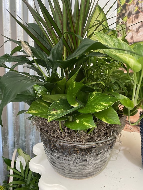 Dish Garden in Pottery