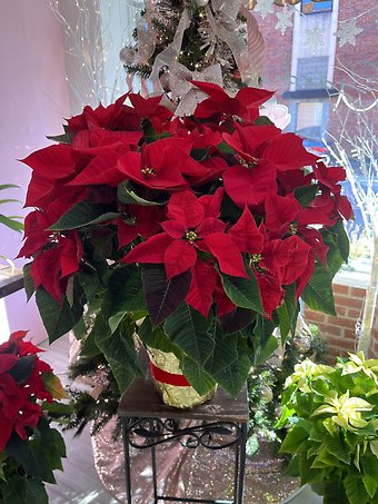 Poinsettia