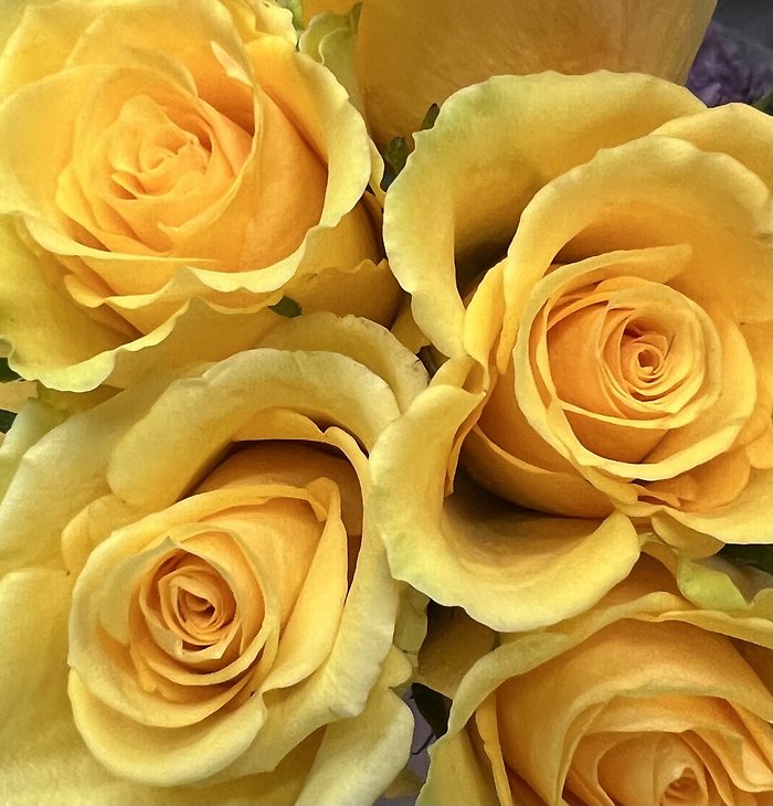 Half Dozen Roses - Choose a Color