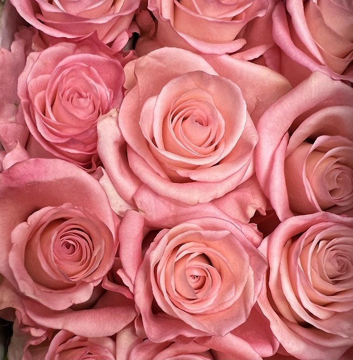 Half Dozen Roses - Choose a Color