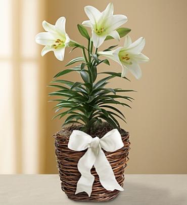 Easter Sentiments™ Sympathy Lily Plant