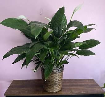 Plants