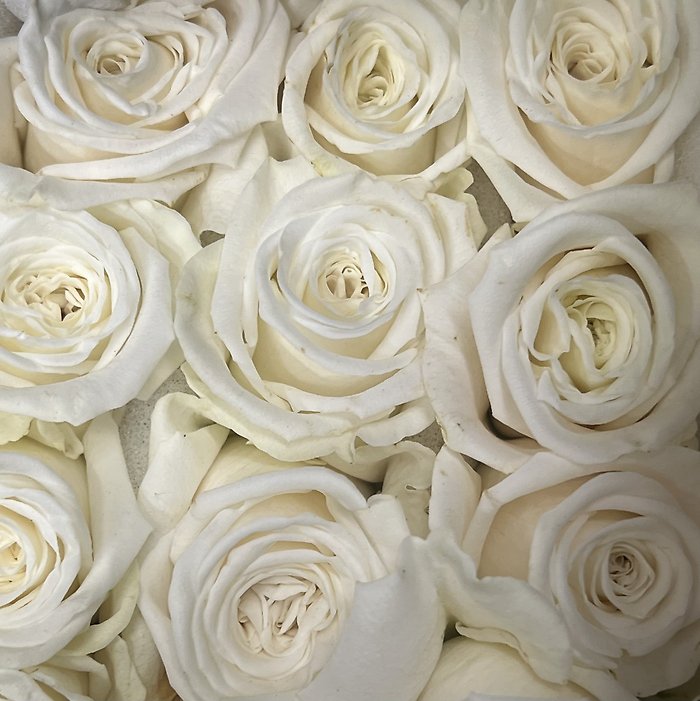 Half Dozen Roses - Choose a Color