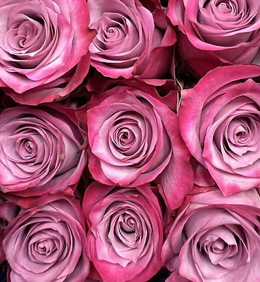 2 Dozen Long Stem Roses - Choose a Color